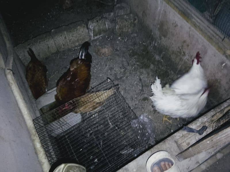 5 hens for sale 2