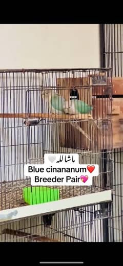 conure blue cinanum pair breeder