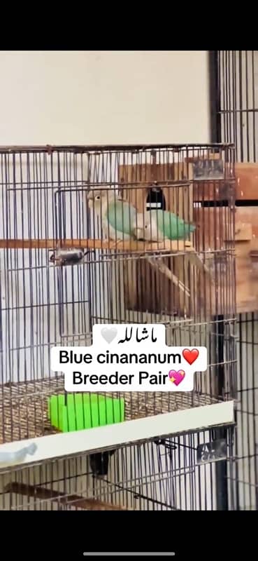 conure blue cinanum pair breeder 0