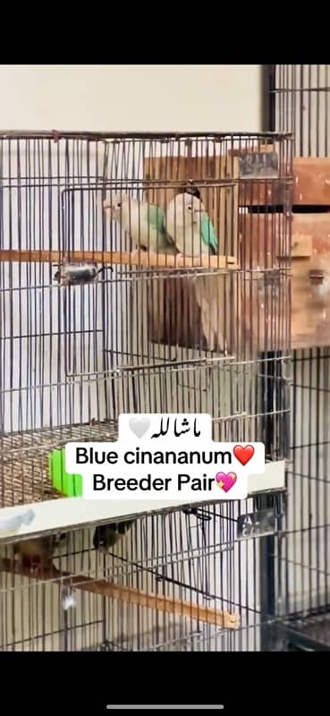 conure blue cinanum pair breeder 1