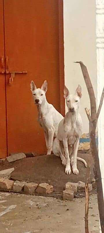 Guiltare dog breeder pair for sale 5