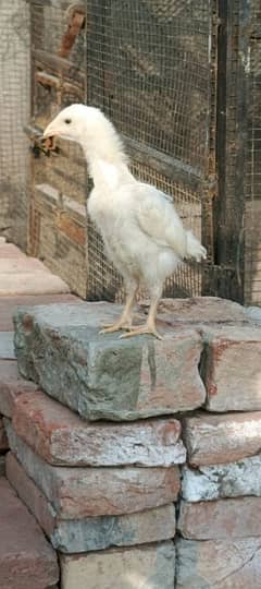 white o shamoo chicks available