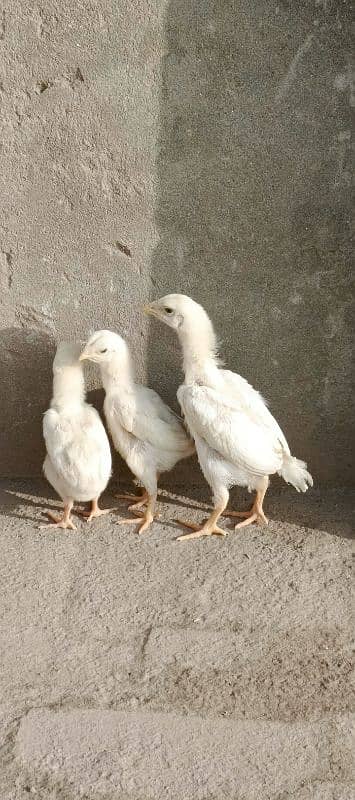 white o shamoo chicks available 1