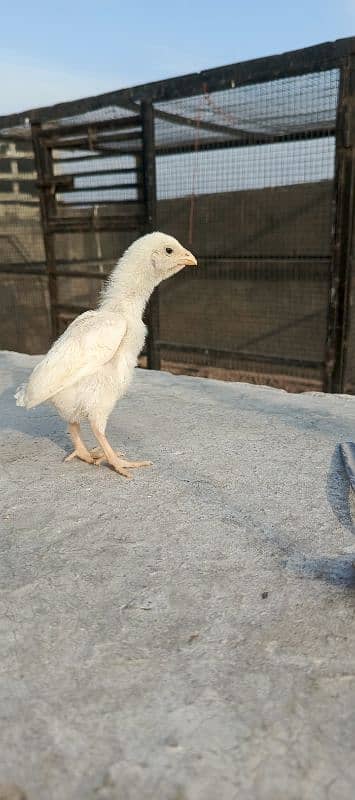 white o shamoo chicks available 2