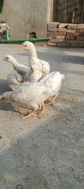 white o shamoo chicks available 3