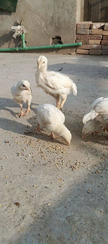 white o shamoo chicks available 4