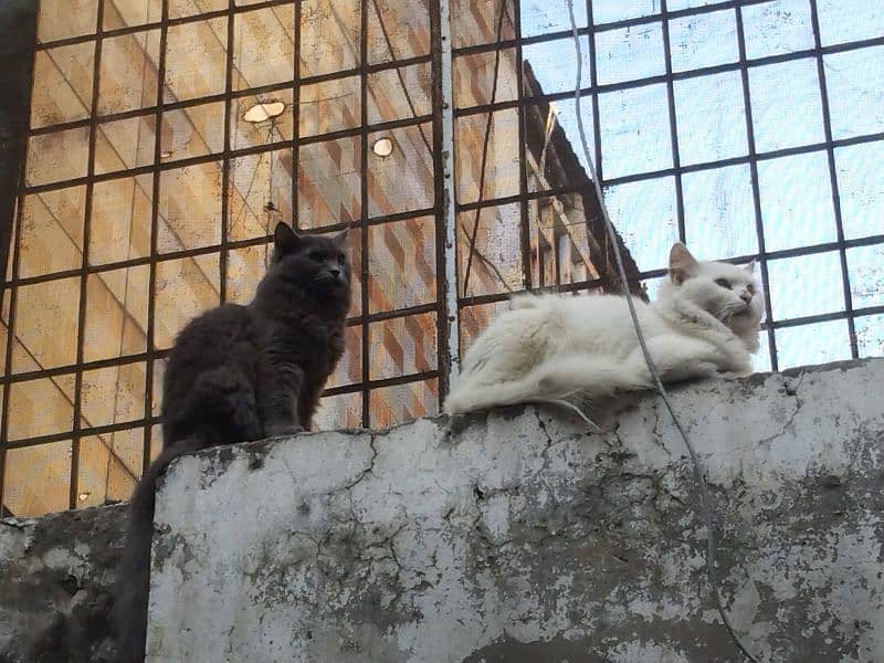 pair of persian cat and 2 kitten cats babies  0.324. 85.3. 15.94 0