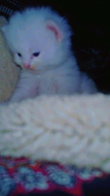 pair of persian cat and 2 kitten cats babies  0.324. 85.3. 15.94 1