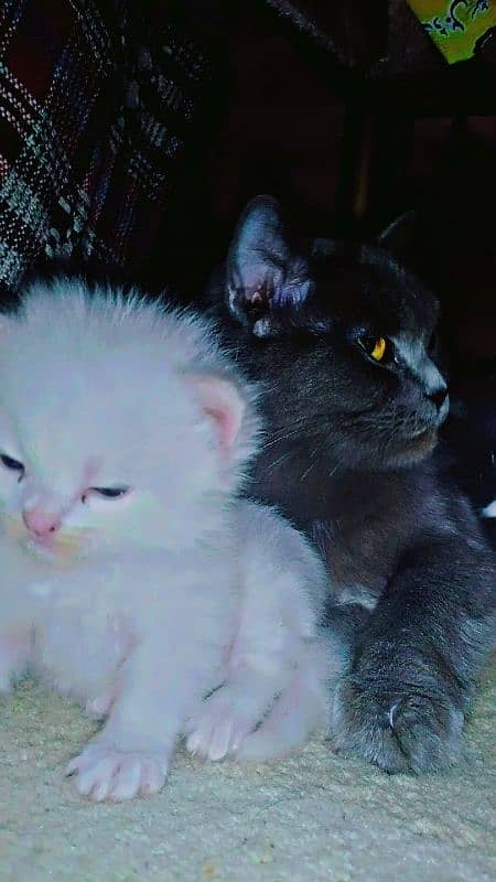 pair of persian cat and 2 kitten cats babies  0.324. 85.3. 15.94 2