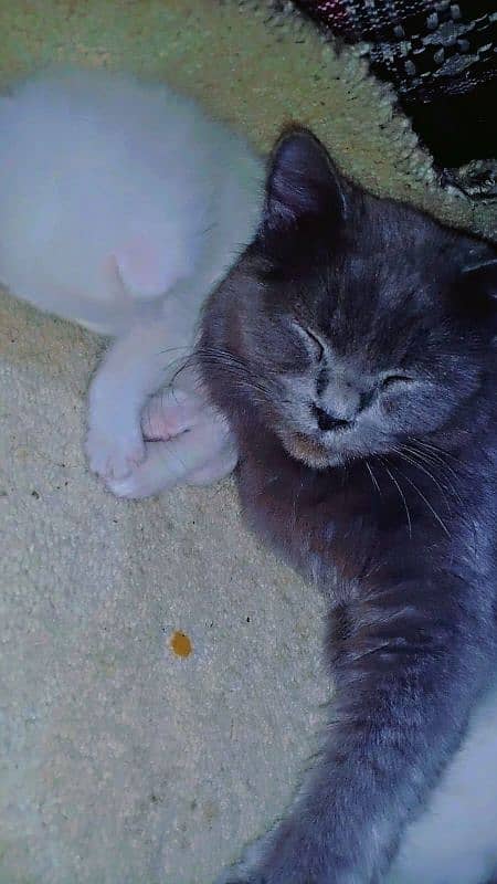 pair of persian cat and 2 kitten cats babies  0.324. 85.3. 15.94 6