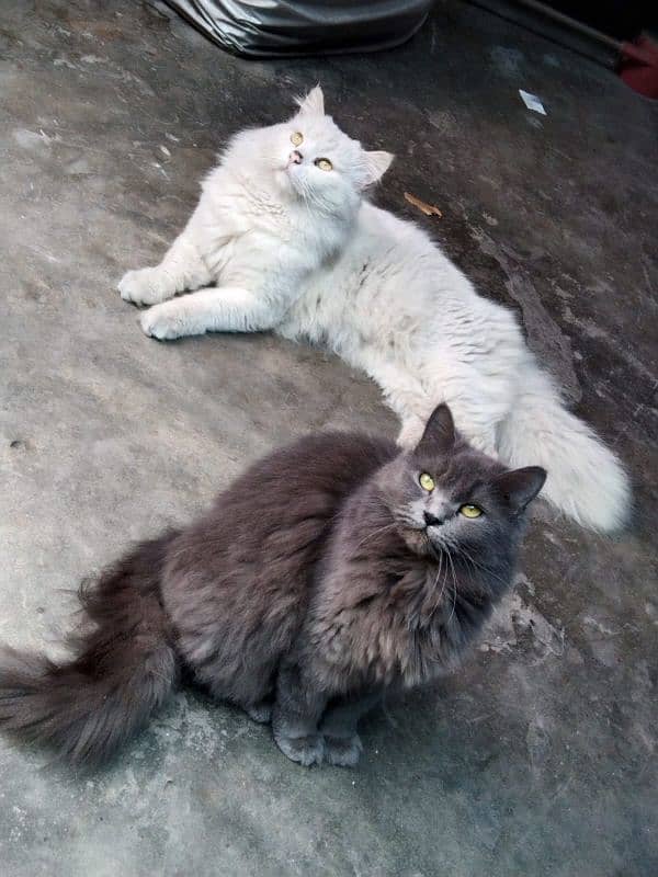 pair of persian cat and 2 kitten cats babies  0.324. 85.3. 15.94 7