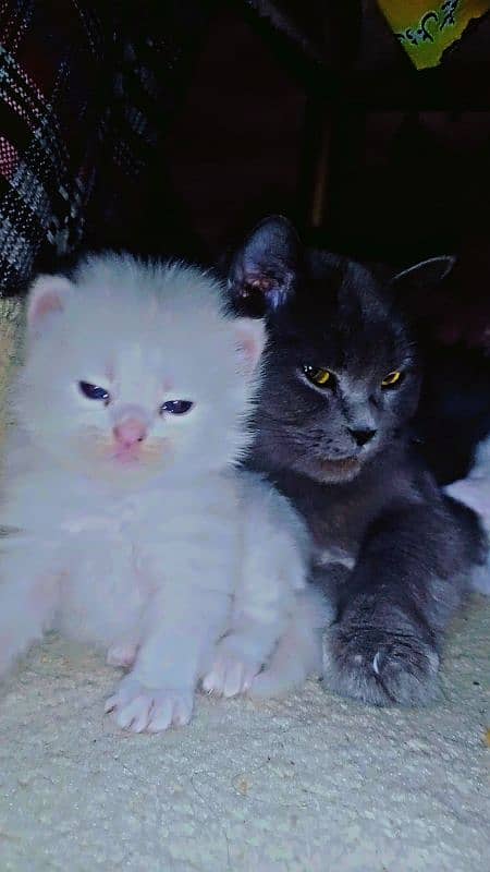 pair of persian cat and 2 kitten cats babies  0.324. 85.3. 15.94 8