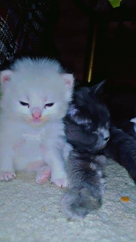 pair of persian cat and 2 kitten cats babies  0.324. 85.3. 15.94 9