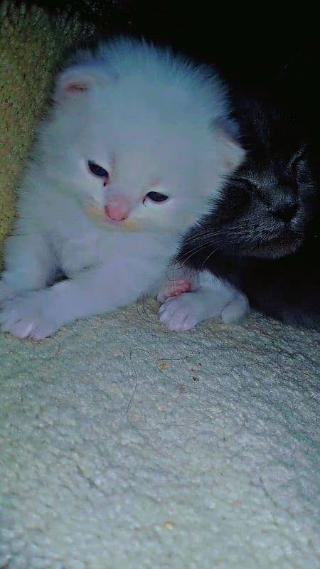 pair of persian cat and 2 kitten cats babies  0.324. 85.3. 15.94 10