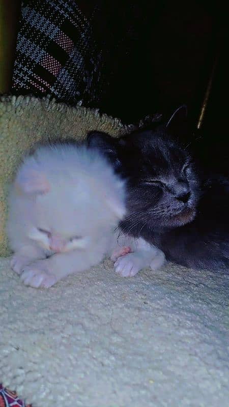 pair of persian cat and 2 kitten cats babies  0.324. 85.3. 15.94 12