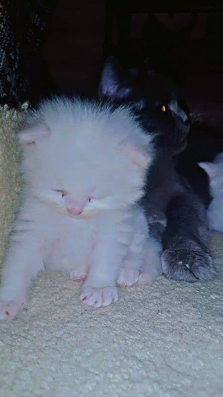 pair of persian cat and 2 kitten cats babies  0.324. 85.3. 15.94 13