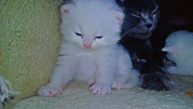 pair of persian cat and 2 kitten cats babies  0.324. 85.3. 15.94 14