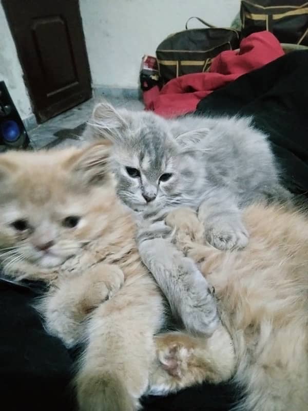 3 months persiun kitten 1