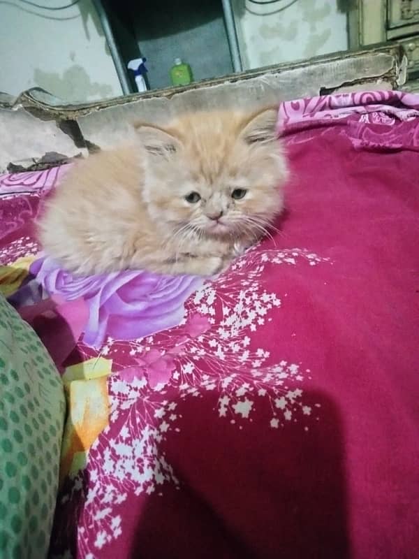 3 months persiun kitten 2