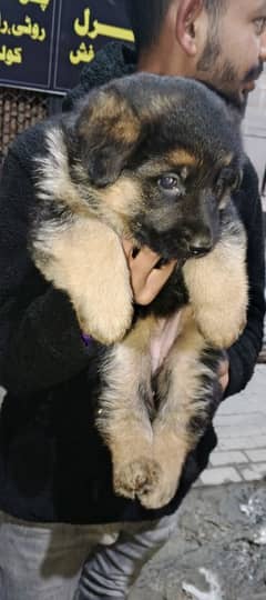 Long Haired German Shepherd Puppies