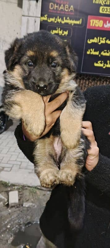 Long Haired German Shepherd Puppies 1