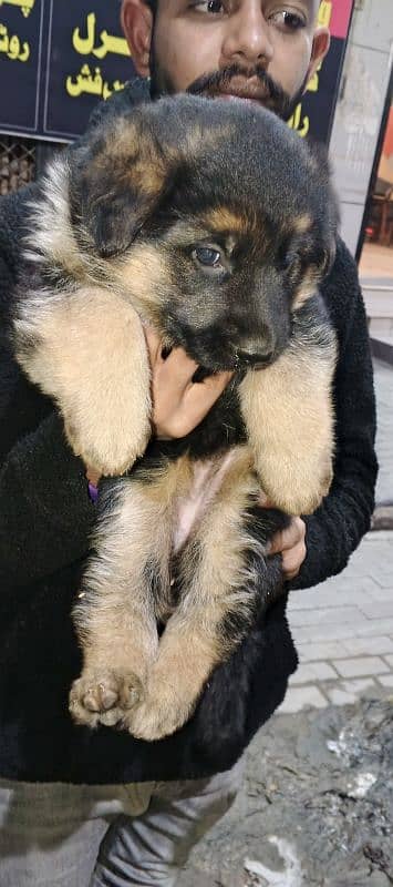 Long Haired German Shepherd Puppies 2