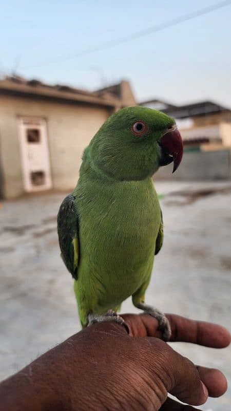 Ringneck or 1 row parrot  hai. . 2. . no hand tem hain. . 0324-2766106 0