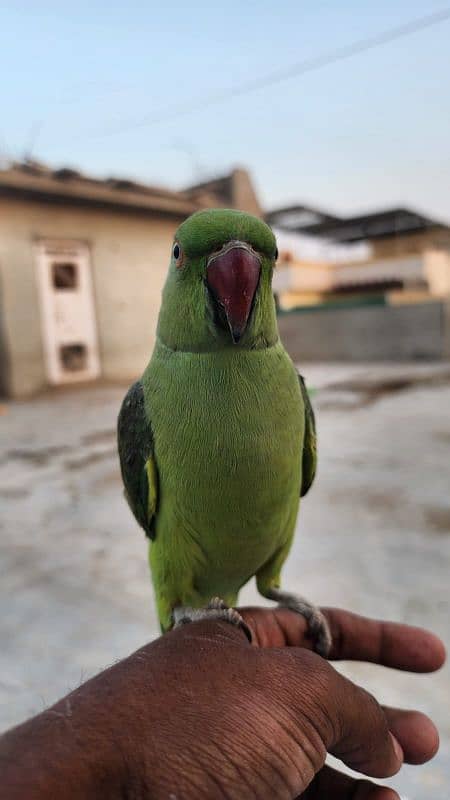 Ringneck or 1 row parrot  hai. . 2. . no hand tem hain. . 0324-2766106 1