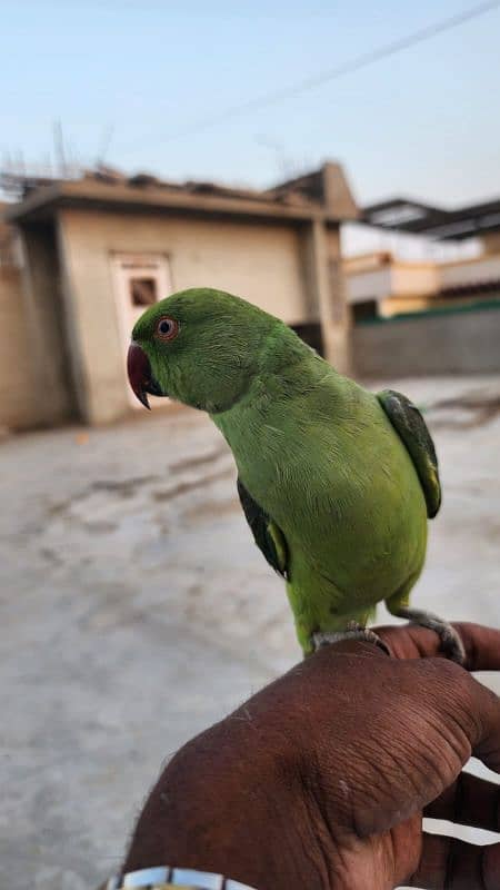 Ringneck or 1 row parrot  hai. . 2. . no hand tem hain. . 0324-2766106 2