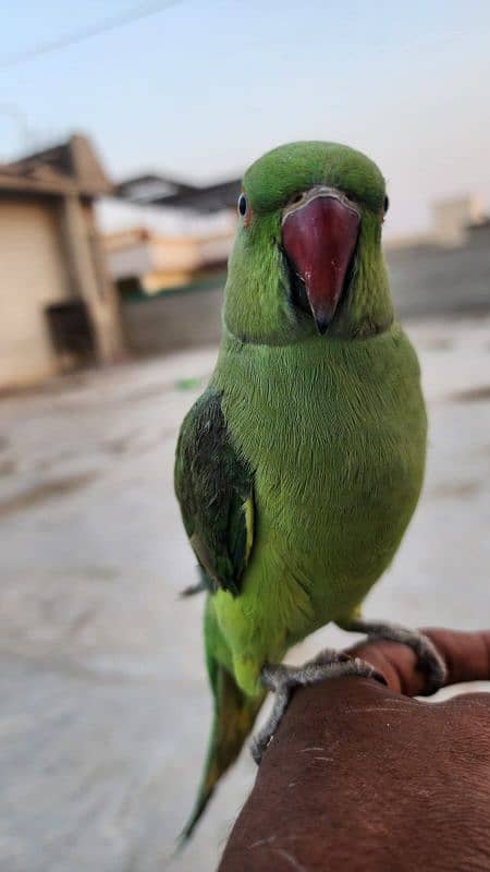 Ringneck or 1 row parrot  hai. . 2. . no hand tem hain. . 0324-2766106 3