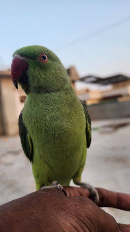 Ringneck or 1 row parrot  hai. . 2. . no hand tem hain. . 0324-2766106 4