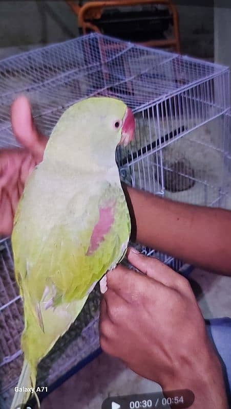 Ringneck or 1 row parrot  hai. . 2. . no hand tem hain. . 0324-2766106 5