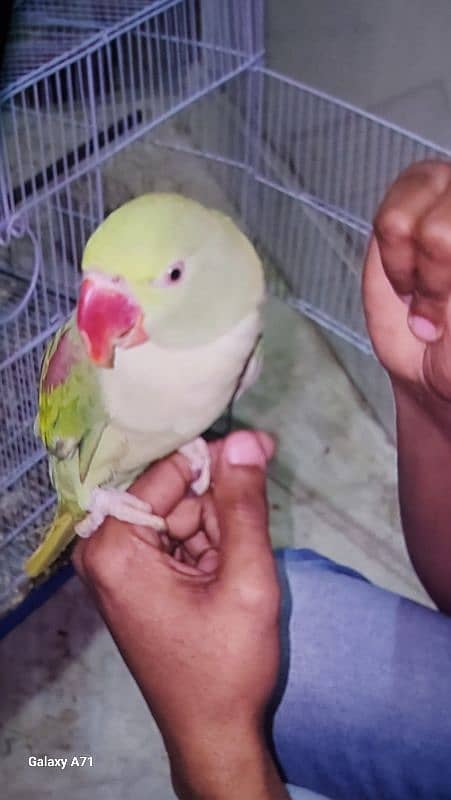 Ringneck or 1 row parrot  hai. . 2. . no hand tem hain. . 0324-2766106 7