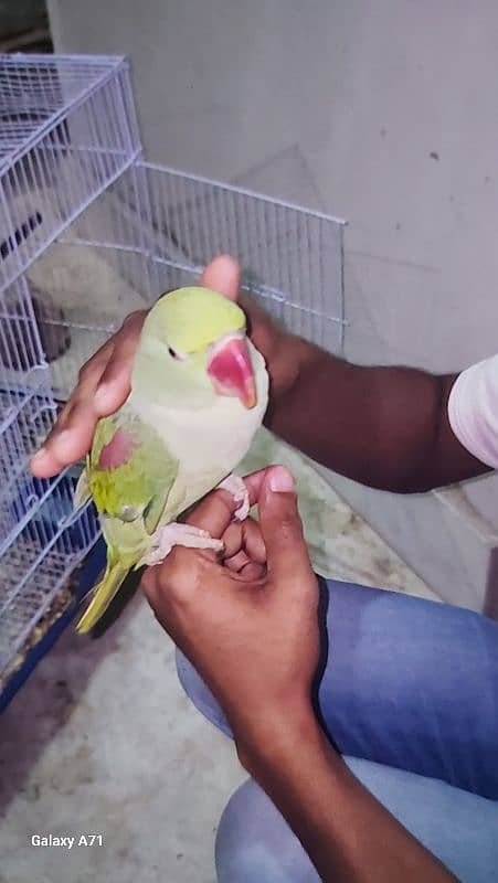 Ringneck or 1 row parrot  hai. . 2. . no hand tem hain. . 0324-2766106 8