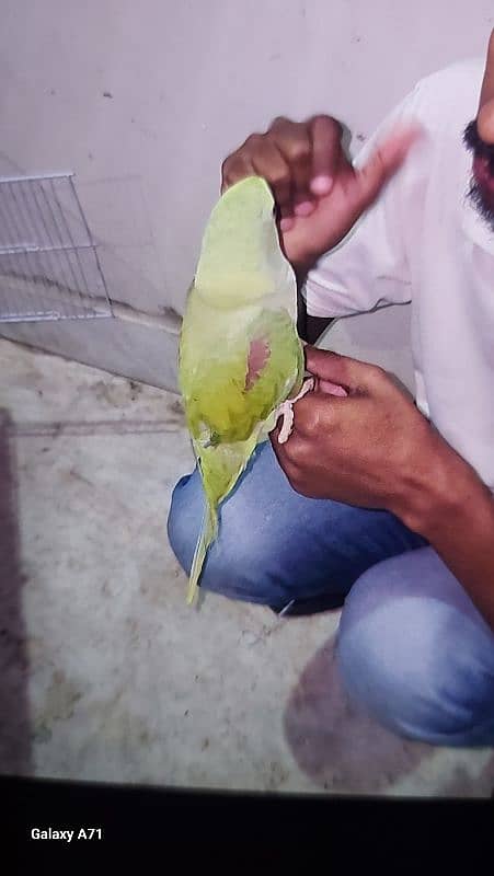 Ringneck or 1 row parrot  hai. . 2. . no hand tem hain. . 0324-2766106 9