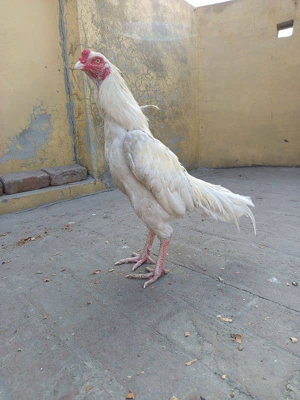 High Quality Pure Heera Male 0