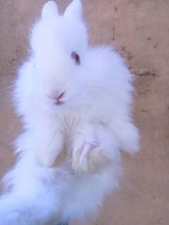 Rabbits for Sale in Islamabad