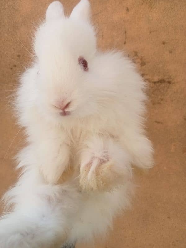 Rabbits for Sale in Islamabad 1