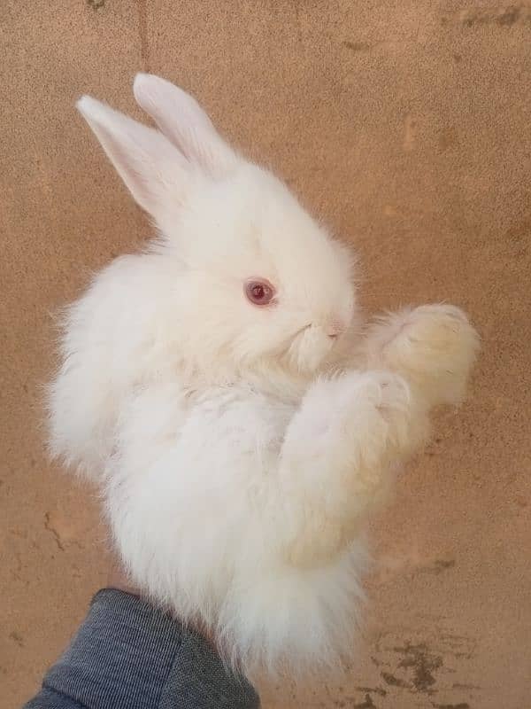 Rabbits for Sale in Islamabad 2