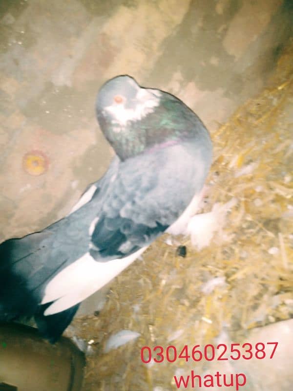 1 pair pegon for sale with egg all ok location pakpattan 0