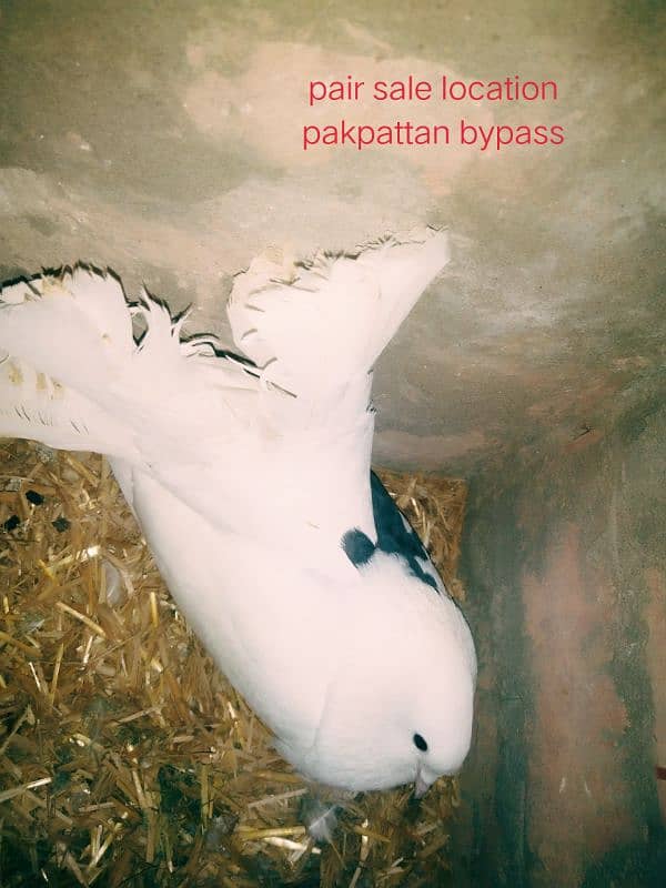 1 pair pegon for sale with egg all ok location pakpattan 2