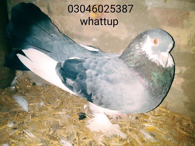 1 pair pegon for sale with egg all ok location pakpattan 3