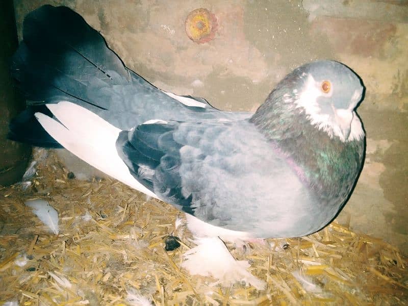 1 pair pegon for sale with egg all ok location pakpattan 4