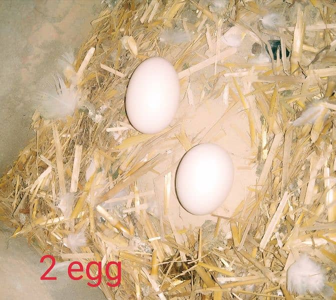 1 pair pegon for sale with egg all ok location pakpattan 5