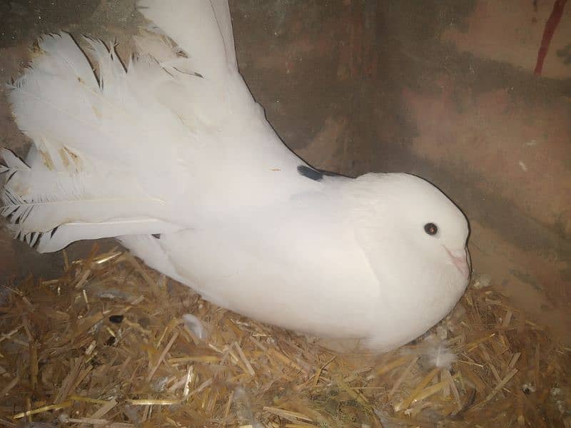 1 pair pegon for sale with egg all ok location pakpattan 6