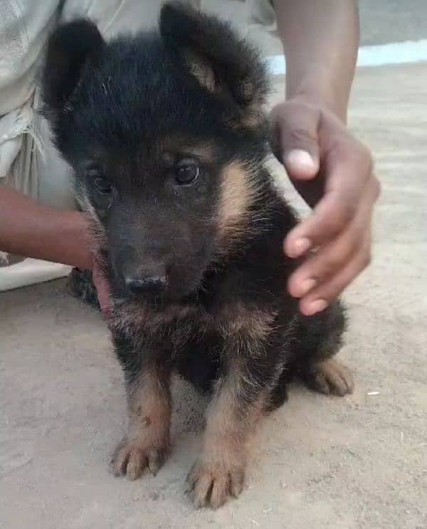 German shepherd puppies 0