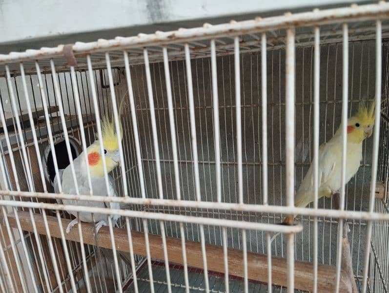 cockatiels bonded pairs 0