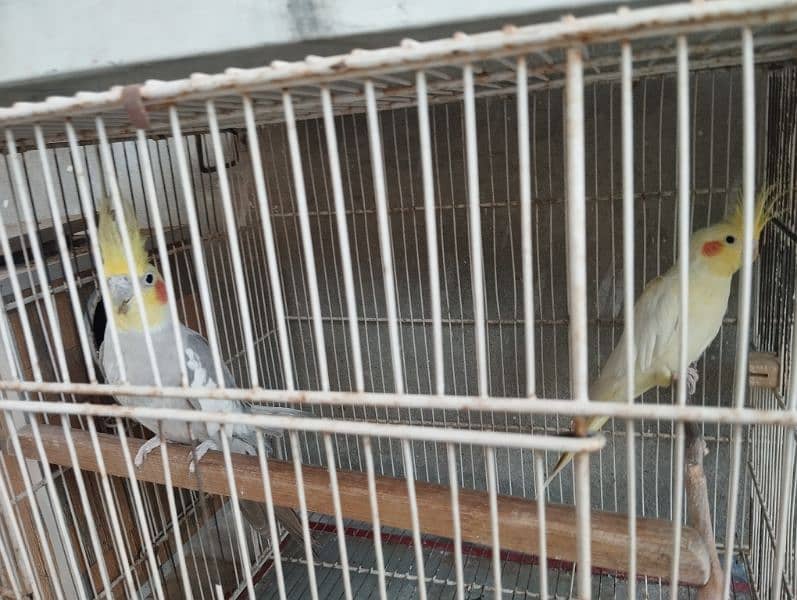 cockatiels bonded pairs 1