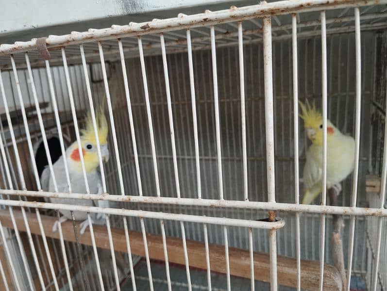 cockatiels bonded pairs 2