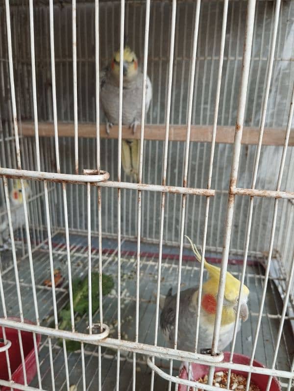 cockatiels bonded pairs 4